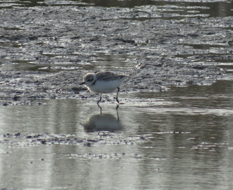 Charadrius nivosus@2x