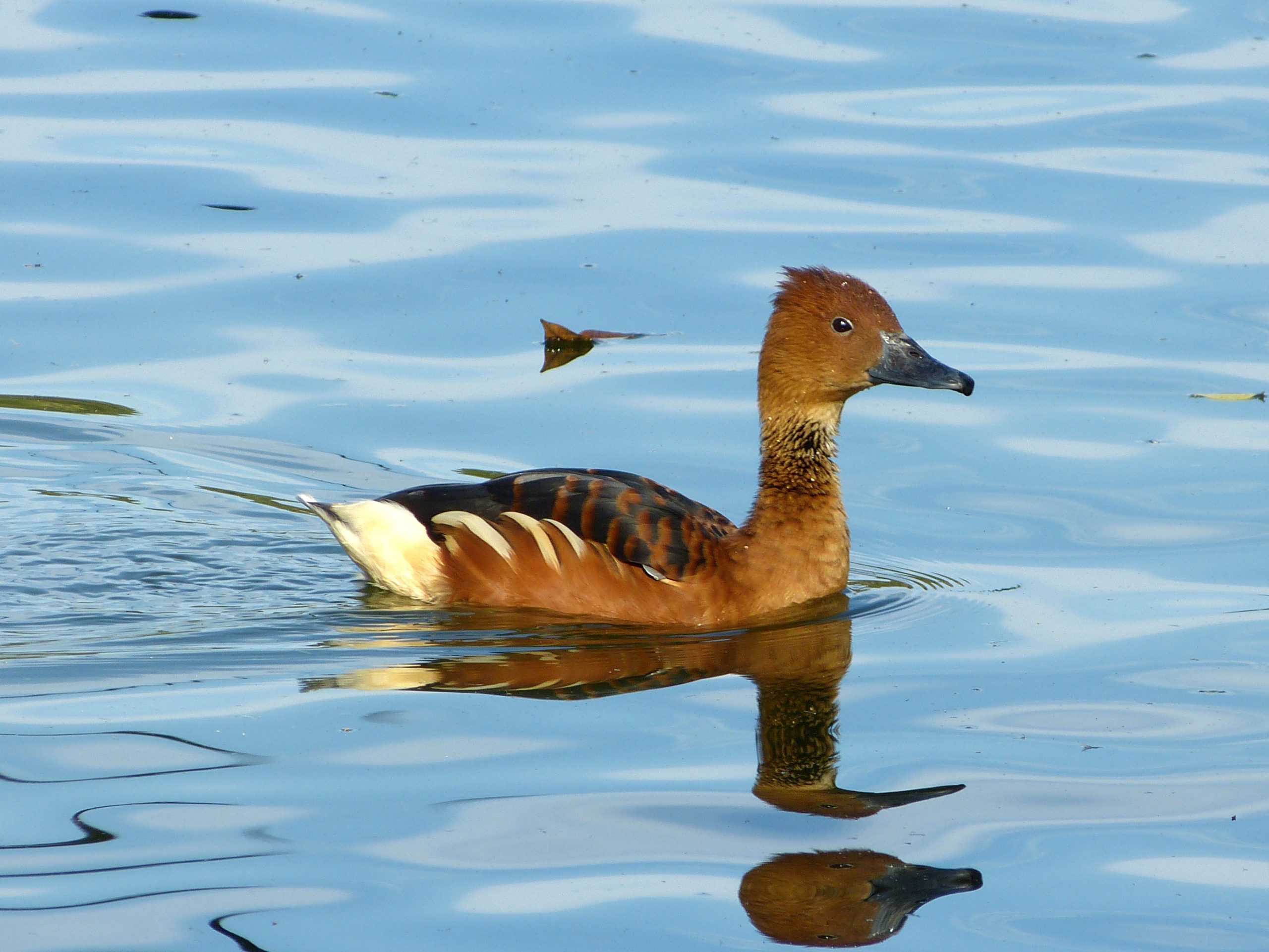 Iguaza María, Fulvous Whistling Duck (Dendrocygna bicolor) Lago del Zoológico de Sao Paulo