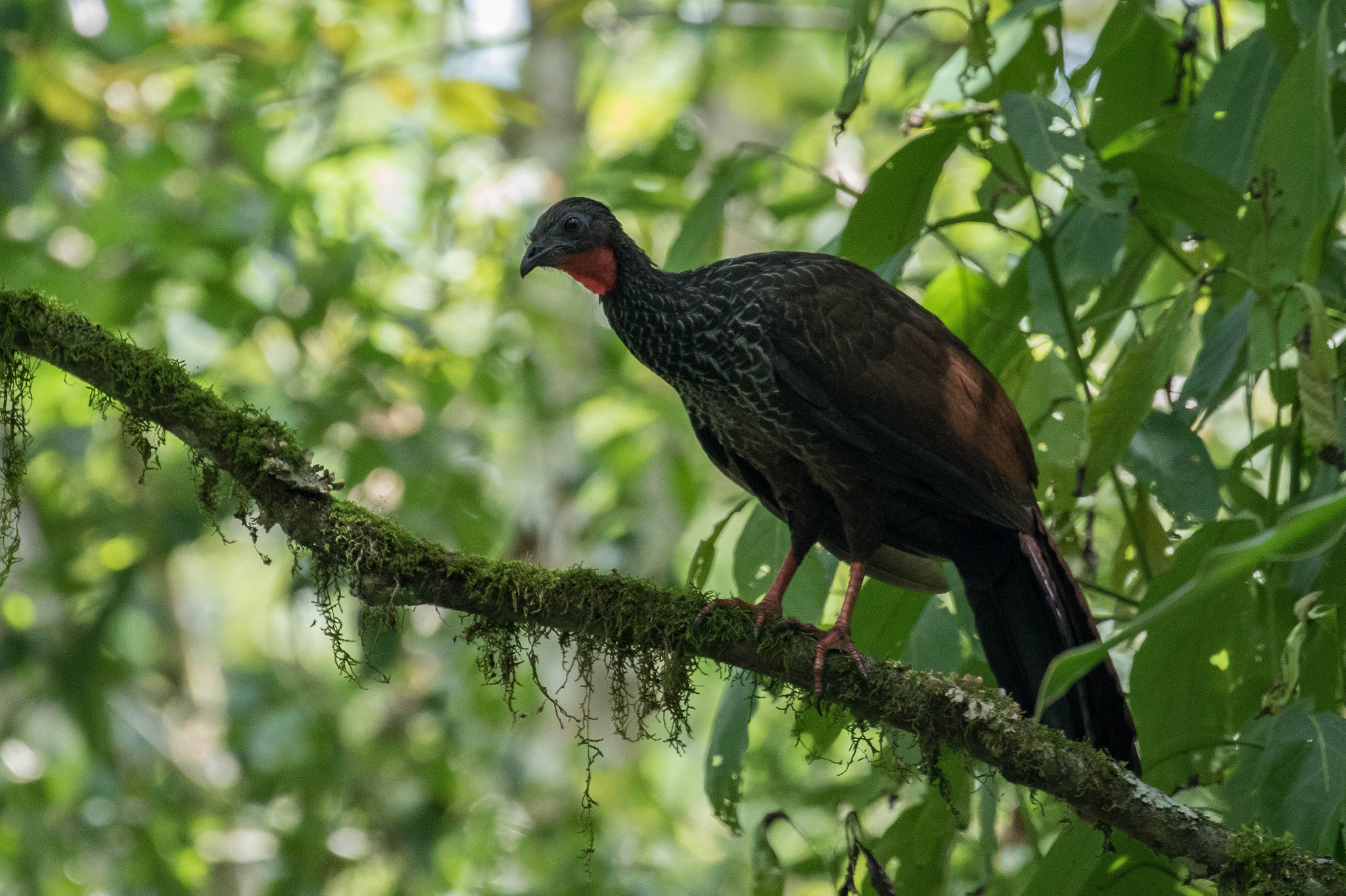 Pava Caucana (Penelope perspicax)