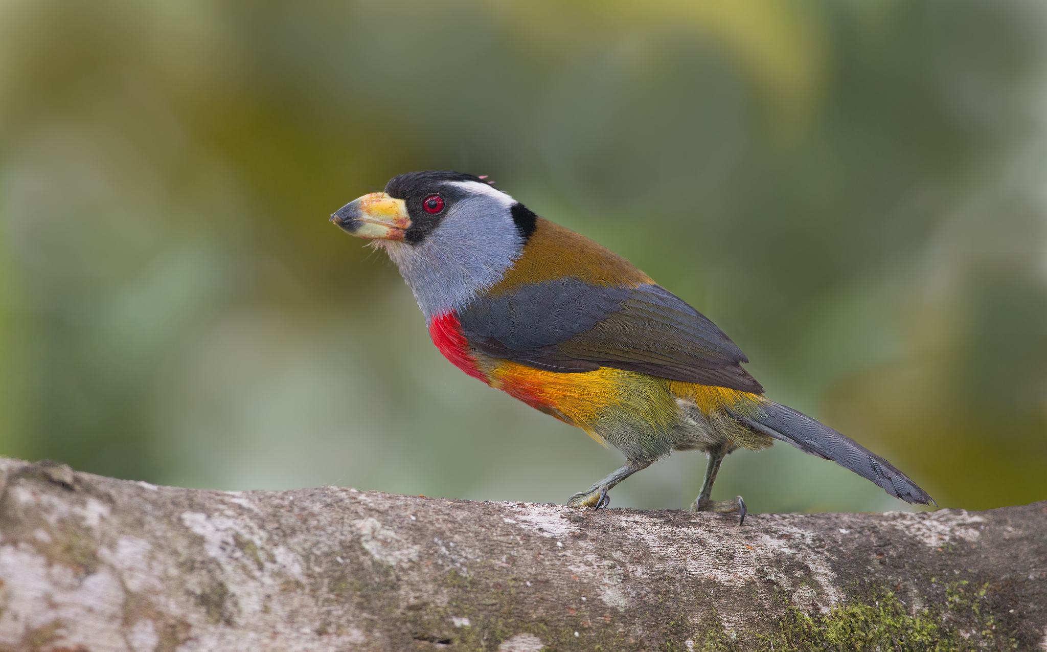 Semnornis ramphastinus