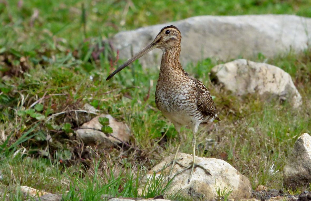 gallinago-nobilis Leandro Vargas