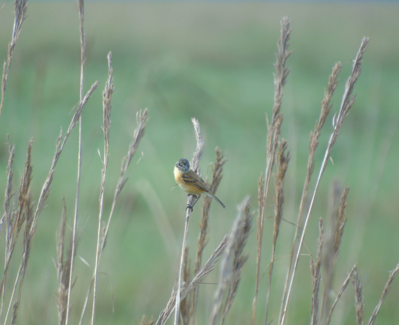 tachuri barbado@2x
