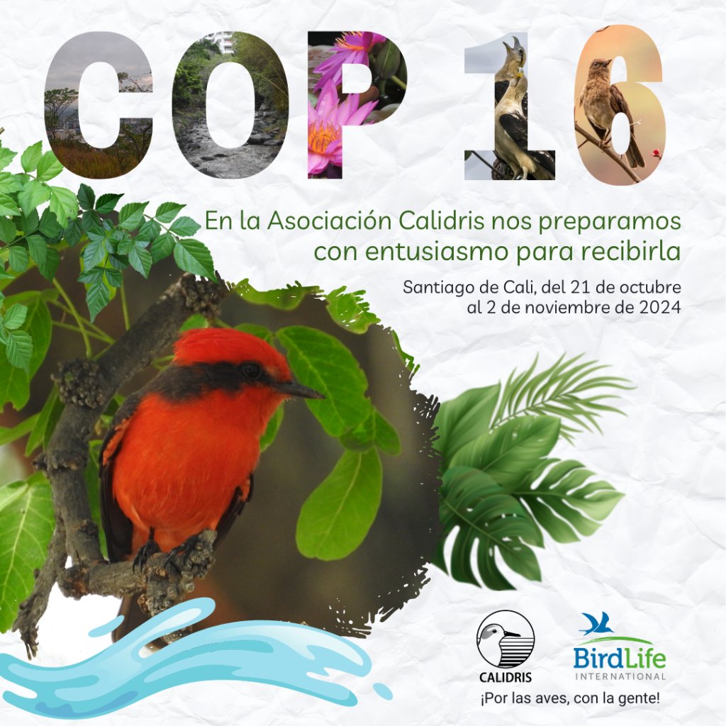 Historia de la COP