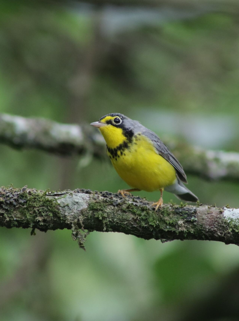 Cardellina canadensis <br /> <br /> Reinita del Canadá