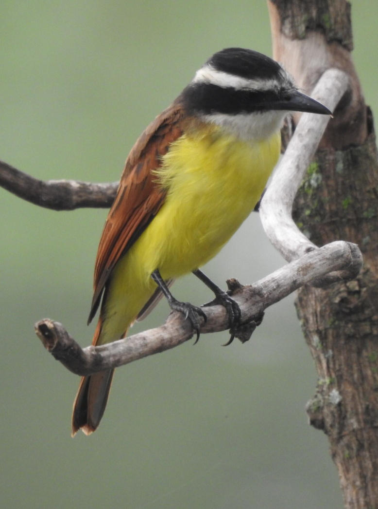 Pitangus sulphuratus <br /> <br /> Bichofué gritón