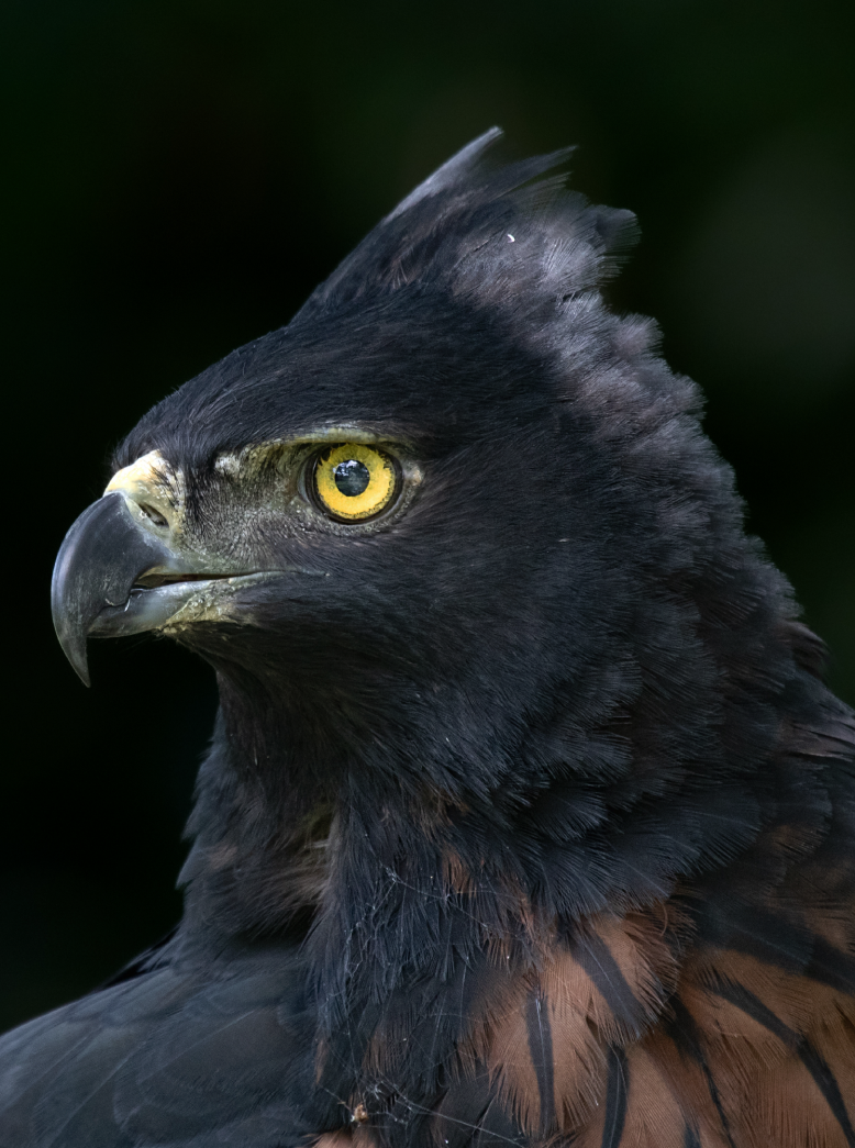 Spizaetus isidori <br /> <br /> Águila crestada