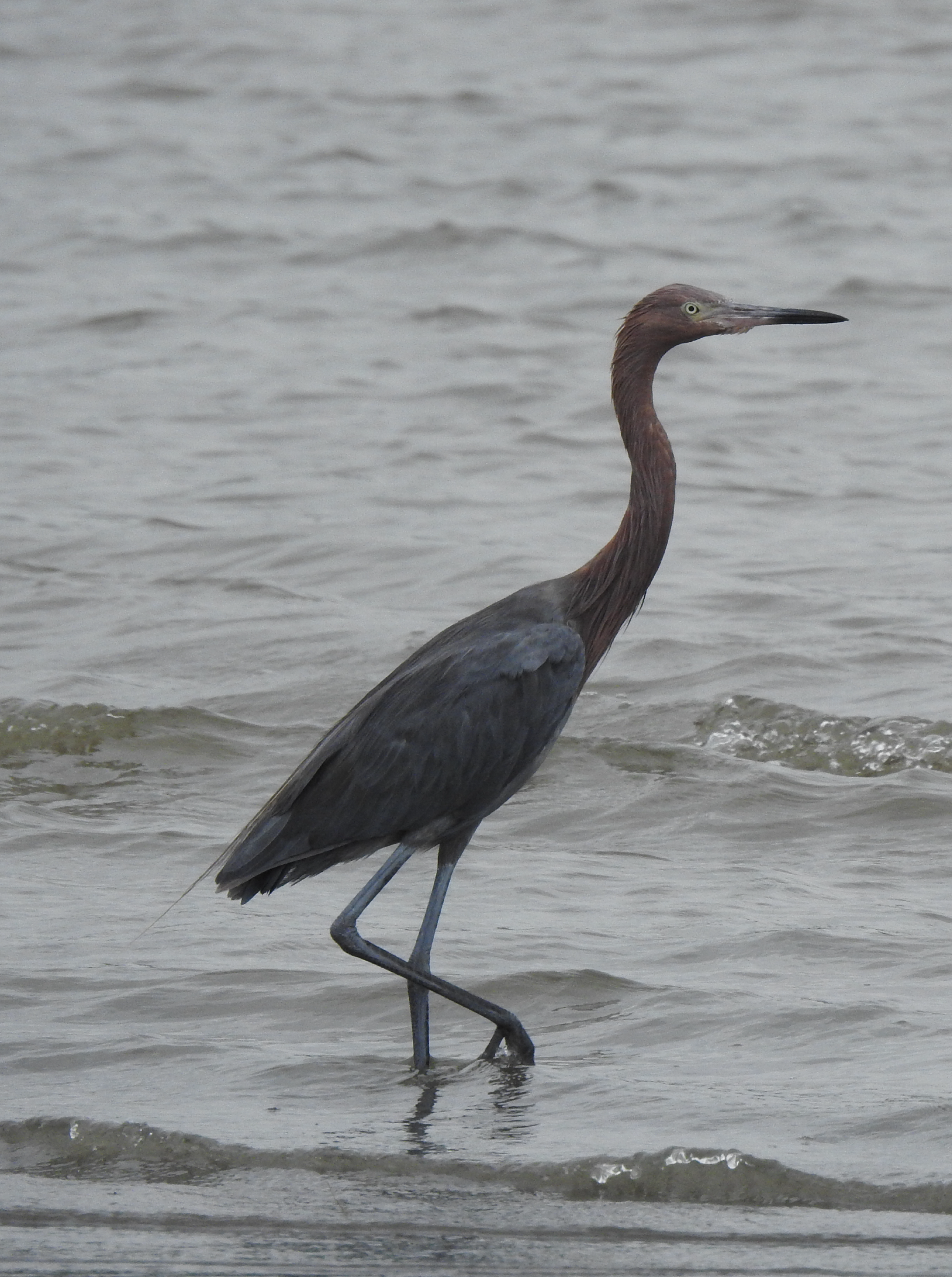 Egretta rufescens <br /> <br /> Garza rojiza