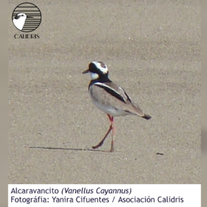 “Plumas Sobre Agua y Arroz”