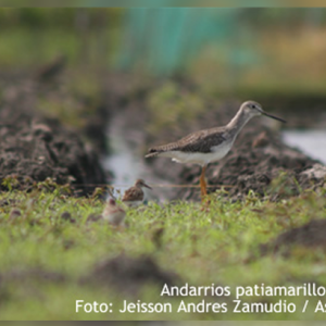 Cultivos de Arroz Amigable con la Aves