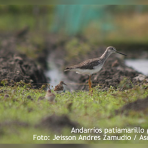 Taller Internacional “Conservación de Aves Playeras en Arrozales: Las Experiencias en los Países del Norte de Suramérica”