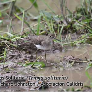 ¿Cuántas Aves Acuáticas Habitan los Arrozales de los Llanos Colombianos?