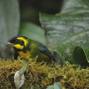 Sitios estratégicos para la conservación de la Bangsia de Tatamá
