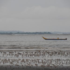 ¿Qué hacen las aves playeras por nosotros?