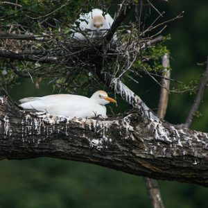 Especies invasoras y el riesgo de liberar aves