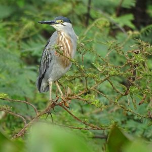 Llega el Censo Neotropical de Aves Acuáticas ¡Inscríbete y conócelas!