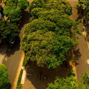 Aves y bosques urbanos de Cali