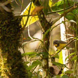 Conservando a la reinita de Canadá en Colombia