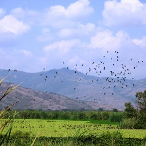 Censo Neotropical de Aves Acuáticas febrero 2021