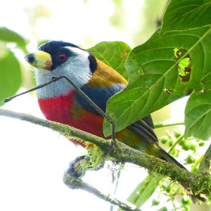 Compás, Toucan Barbet h (Semnornis ramphastinus) Bellavista, Quito, Ecuador