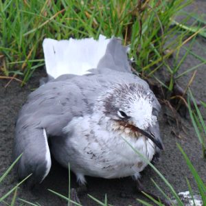 ¿Qué hacer si encuentras un ave débil, herida o muerta en la costa del Pacífico colombiano?