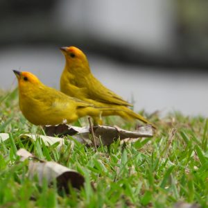 ¡El destello amarillo que alegra nuestros parques y jardines!