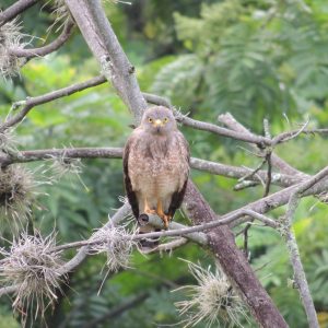 ¡El guardián de nuestros caminos y ciudades!