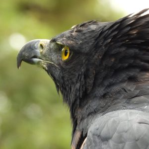 La educomunicación para proteger al águila andina (Spizaetus isidori) en Ecuador