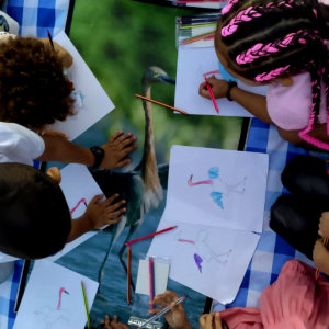 La garza costeña que sabe bailar