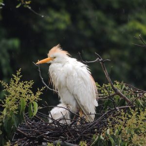 CNAA en el Valle geográfico del Río Cauca 2019