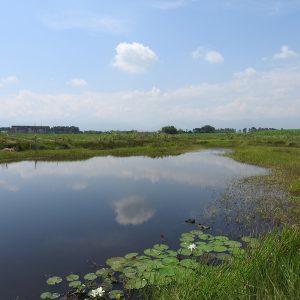 50 años conservando los humedales del mundo