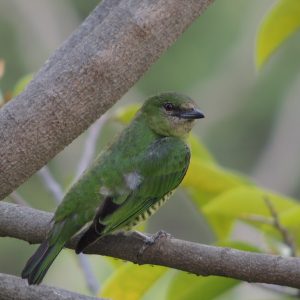 ¿Un azulejo que atrapa insectos como golondrina? ¡Conócelo!
