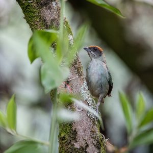 La vida es mejor con aves