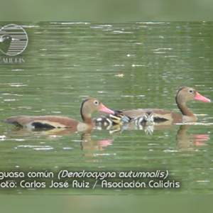 CIAT: sitio importante para la reproducción de especies acuáticas en el Valle del Cauca