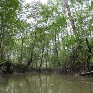 Unidos por la conservación del bosque de mangle