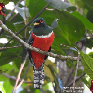 ¡Feliz navidad y próspero año!