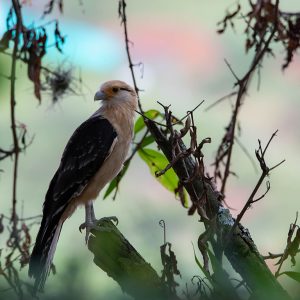 El camino a la conservación de las rapaces