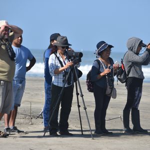 10 años de historias de aves playeras