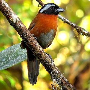 Avanzando en la conservación de especies amenazadas de la cordillera Occidental