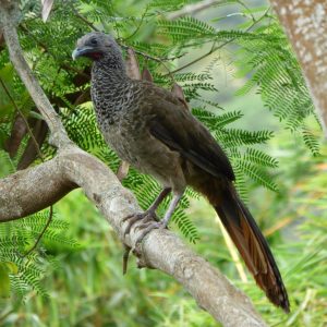 Guacharaca Colombiana: ¡La alarma natural de nuestras montañas! 