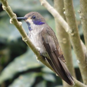 El colibrí pequeño que canta sin descanso y está lleno de magia