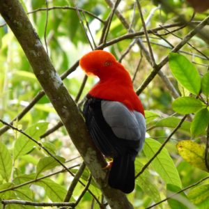 Foto: Asociación Calidris / Luis Carlos Mora