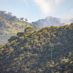 Bezos Earth Fund apuesta por las aves: US$12 millones serán invertidos en la nueva asociación “Conserva Aves” entre América Latina y los Estados Unidos para abordar la crisis climática y de la naturaleza en los Andes Tropicales