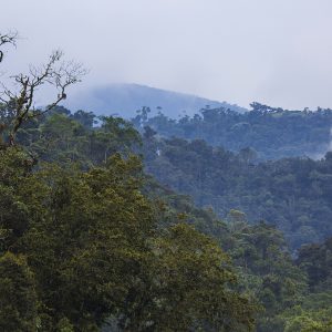 Nuestro aporte a la conservación de las aves amenazadas