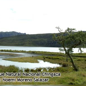 El Parque Nacional Natural Chingaza, una oportunidad de estudio y conservación de aves playeras