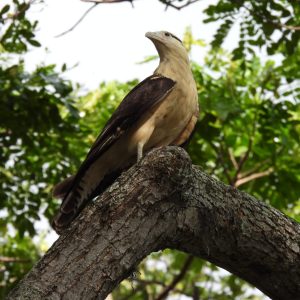 Soy la Pigua: la guardiana del ganado y los cielos de Cali