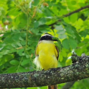 ¡El Censo Urbano de Aves de Cali nos une!