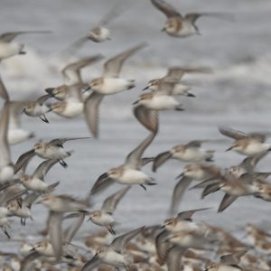 Nuevo estudio alerta sobre el declive de las aves playeras en la ruta migratoria del Pacífico 