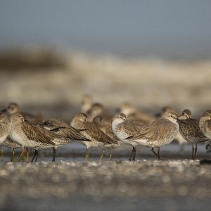 2020: indicadores en tiempos de crisis