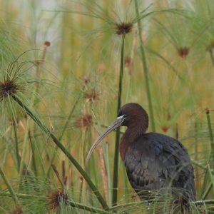 Censo Neotropical de Aves Acuáticas-CNAA: celebrando el mes de los humedales 