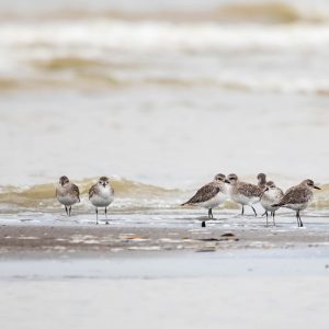 La bandada de la costa Pacífica colombiana
